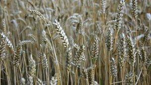 Crops growing in a field