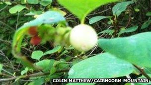 Colin Mathhew's snowberry bush