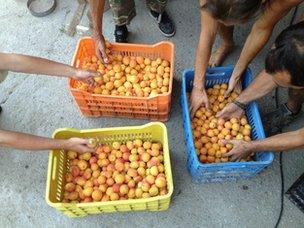 Fruit from Evia commune