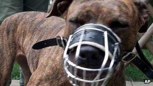 A muzzled and leashed pitbull terrier