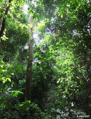 Bobiri Forest Reserve, Ghana (Image: Sophie Fauset)