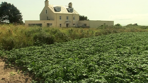 Jersey Royals