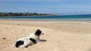 Dog on St Cast beach in Brittany