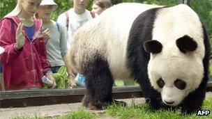 Bao Bao, male giant panda who has died at Berlin zoo, pictured in 2000