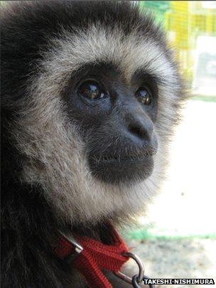 White-handed gibbon