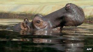 Hippo, file pic