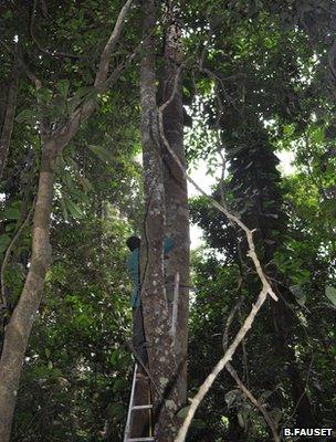 Researcher taking a tree's measurement (Image: Barbara Fauset)