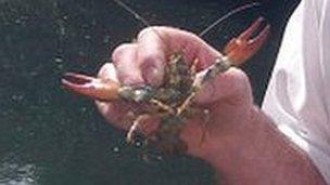 Environment Agency worker with the American signal crayfish