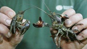 The native white-clawed crayfish (L) and the American signal crayfish (R)