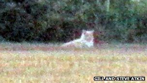 Image of 'lion' in St Osyth