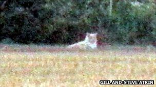 Image of 'lion' in St Osyth