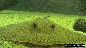 Freshwater stingray