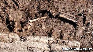 Vindolanda bones