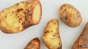 blight potatoes