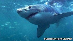 Great white shark