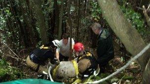 Cow getting rescued