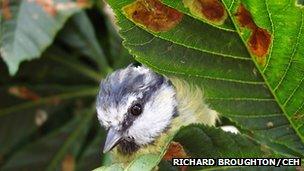 A blue tit in front of horse-chestnut leaves that are covered with brown patches of damage caused by the caterpillars of the leaf mining moths. Credit: Richard Broughton/CEH