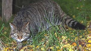 Scottish wildcat