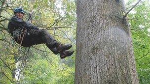 The English oak was scaled and measured by climbing expert Waldo Etherington