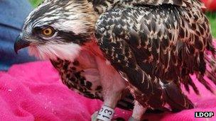 The male osprey chick