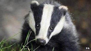 Badger