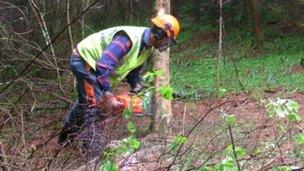 Tree felling