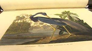 Audubon's Birds of America