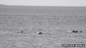 The whales near Deep Sea World in North Queensferry