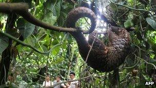 File photo of Vietnamese pangolin released after being rescued from suspected smugglers (July 2012)