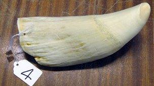 Sperm whale tooth