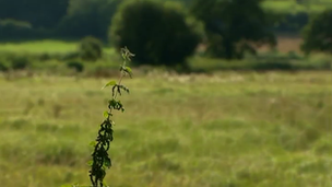 Land near Lisvane, Cardiff