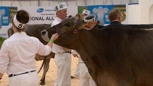 Cows at NEC show