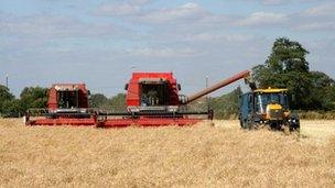 Combine harvester working in the fields