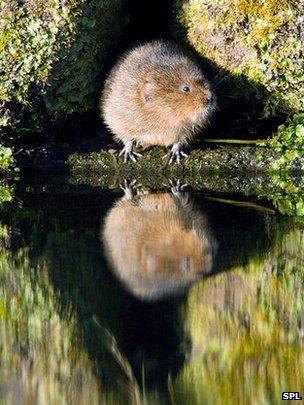 European water vole