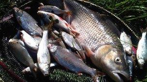 Dead fish from River Blackwater, in Camberley