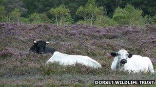 British White cattle Brendon and Dragon with a Shetland