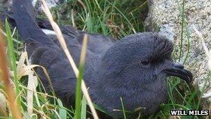 A Leach's Storm Petrel