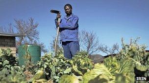 Man in his vegetable garden