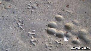 Water vole tracks in the clay raft