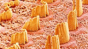 Image of microscopic hairs