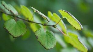 Leaves of the caramel tree Katsura
