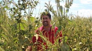 giant ragweeds