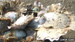 Oysters thriving in an intertidal zone in Xiamen, China