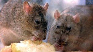 Rats nibbling discarded food