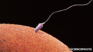 Sperm fertilising an egg