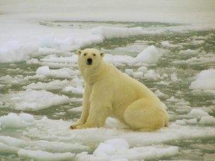 Polar bear