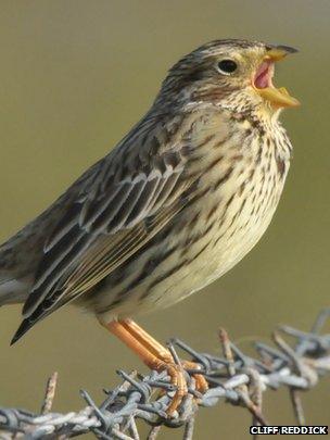 Corn bunting