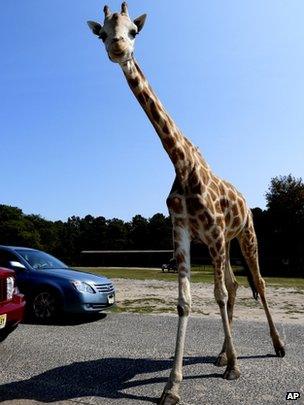 A giraffe at a zoo in Jackson, New Jersey (file image)