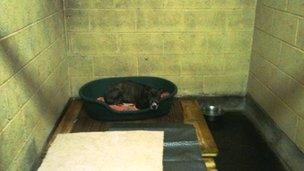 A dog on a pallet at the North Clwyd Anima Rescue Centre