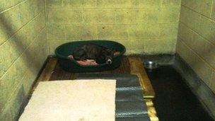 A dog on a pallet at North Clwyd Animal Rescue Centre